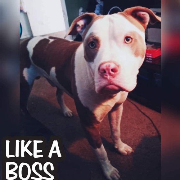 Meet your Posher, Drop - Picture 3 of 6